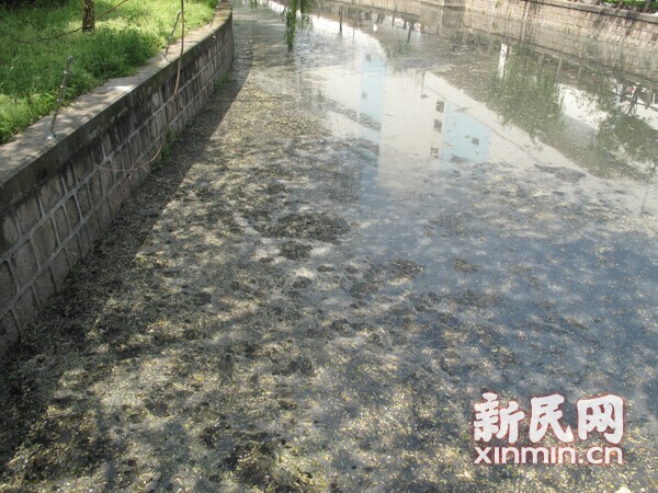 黑臭河道,黑臭河道治理,河道治理,河道治理方式