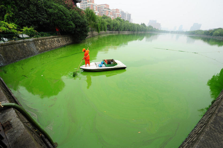 杭州贴沙河水域出现蓝藻水华现象