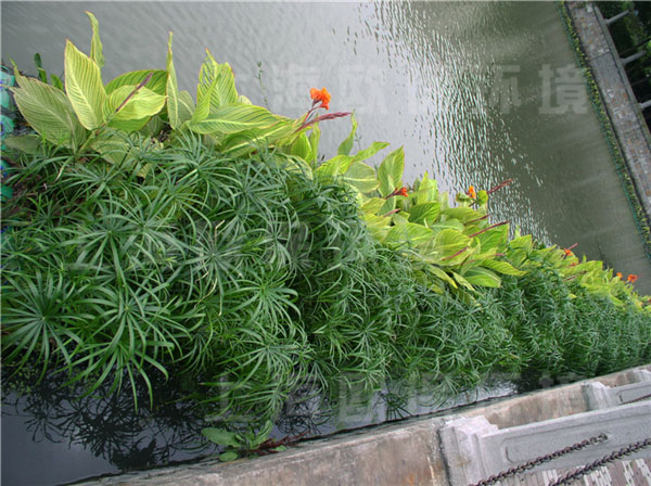 园艺型生态浮岛植物种植后，水色自然