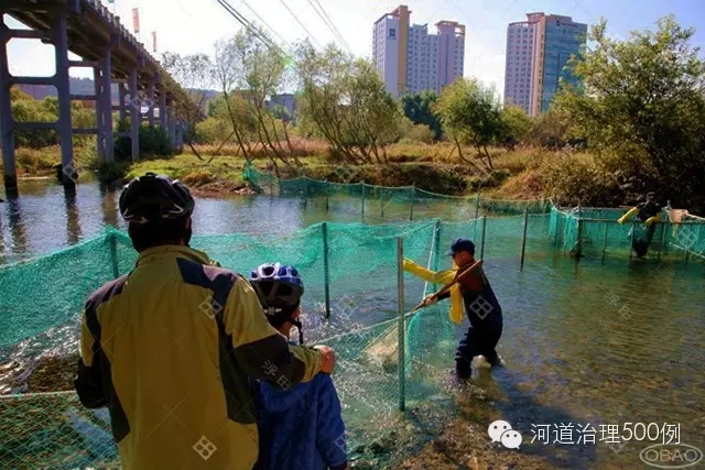 太和江如今繁衍着大马哈鱼、香鱼、水獭等