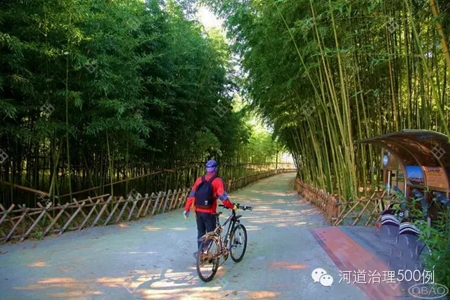 太和江旁十里竹林成为市民休闲绝佳去处