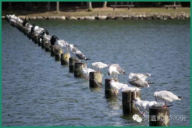 日韩生态工法,自然河川,值得借鉴 日韩生态工法,自然河川,值得借鉴