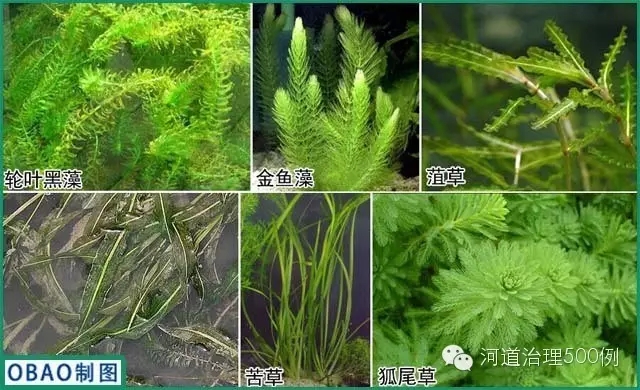 沉水植物种植