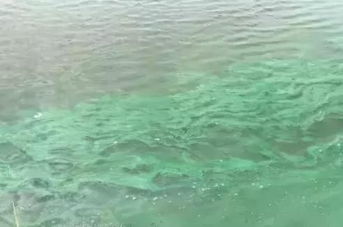 蓝藻杀完就行了?不,蓝藻死后才最难搞 蓝藻杀完就行了?不,蓝藻死后才最难搞
