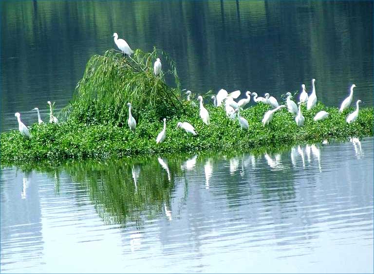 浮田型生态浮岛形成“天然”的动物栖息地