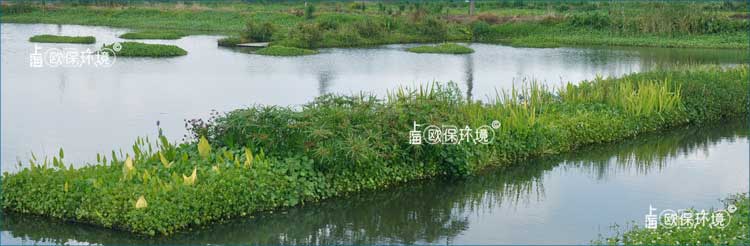 浮田型生态浮岛上种植植物种类丰富，净化河道效果更加