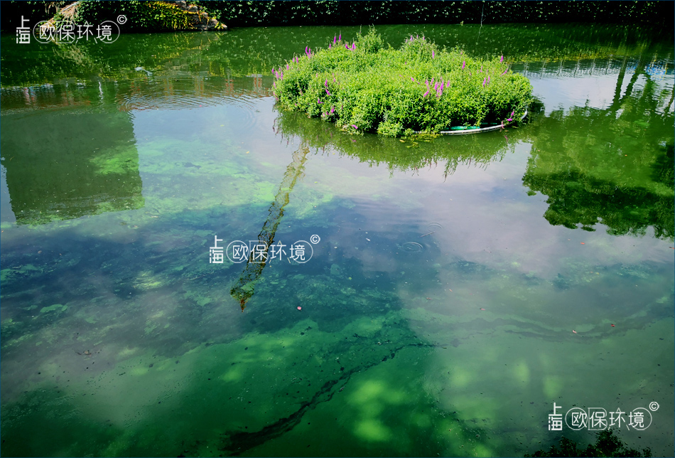 蓝藻打捞，蓝藻原位治理