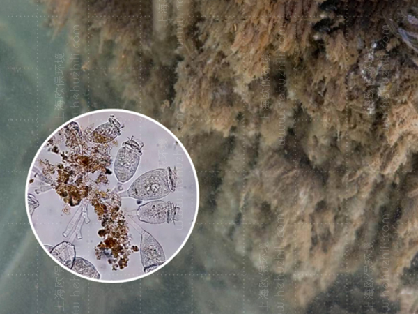 可再生滤坝，三池两坝，治理养殖尾水