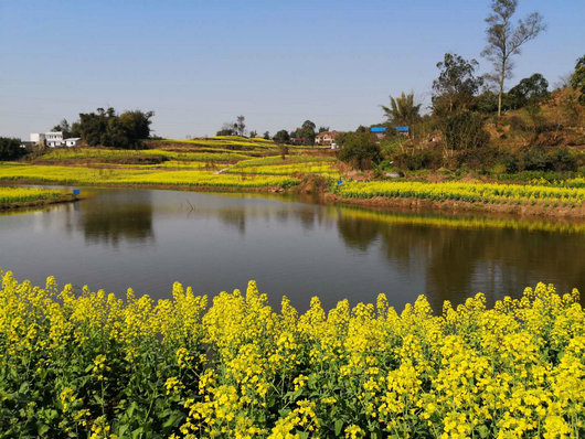 江阳区弥陀镇：河道治理变靓丽 游客慕名踏春来