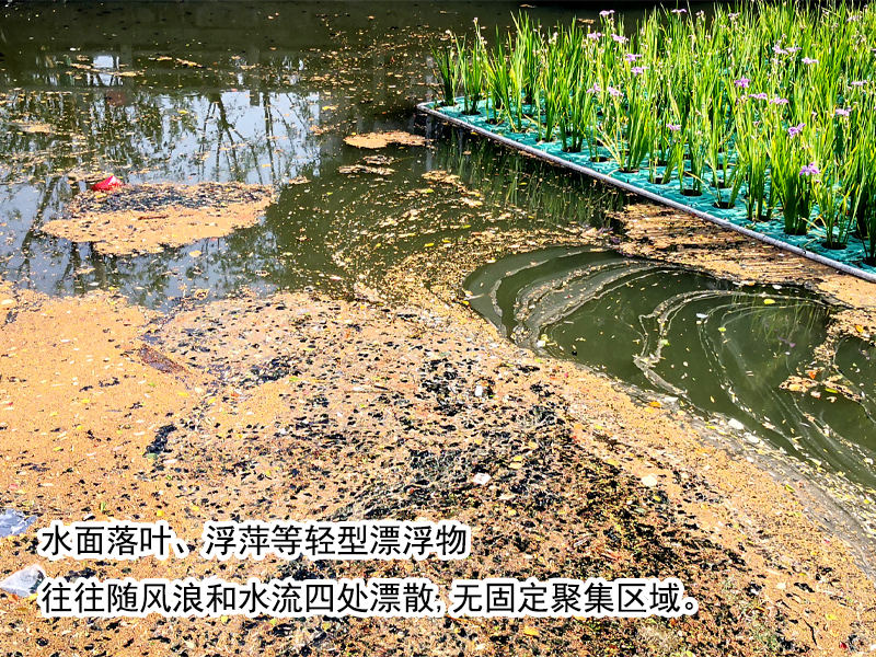 落叶、柳絮没有及时清理，使得河道水体重返黑臭